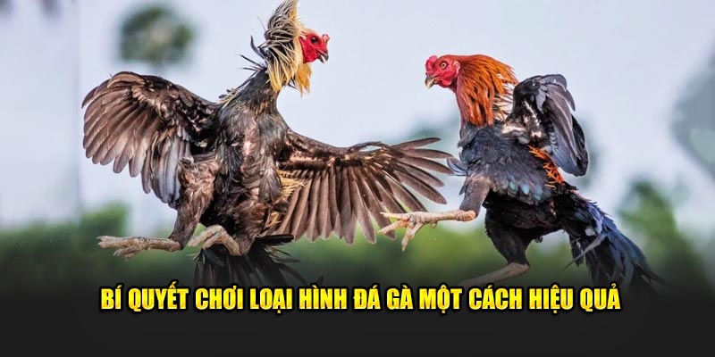 Bí quyết chơi loại hình đá gà một cách hiệu quả