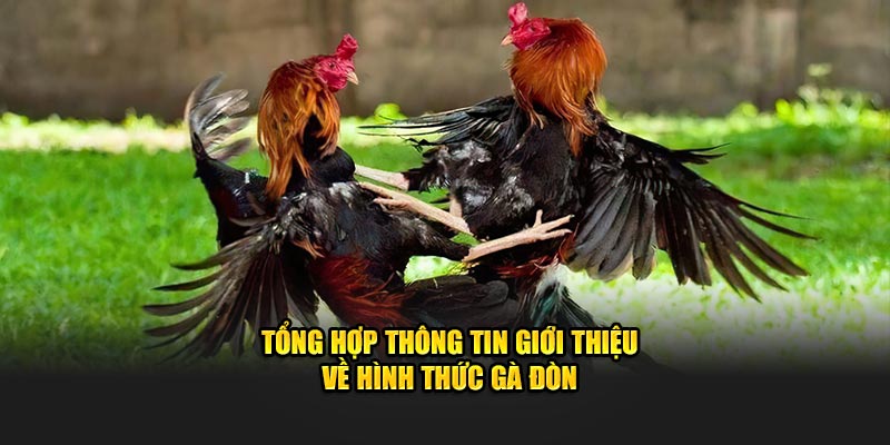 Tổng hợp thông tin giới thiệu về hình thức gà đòn