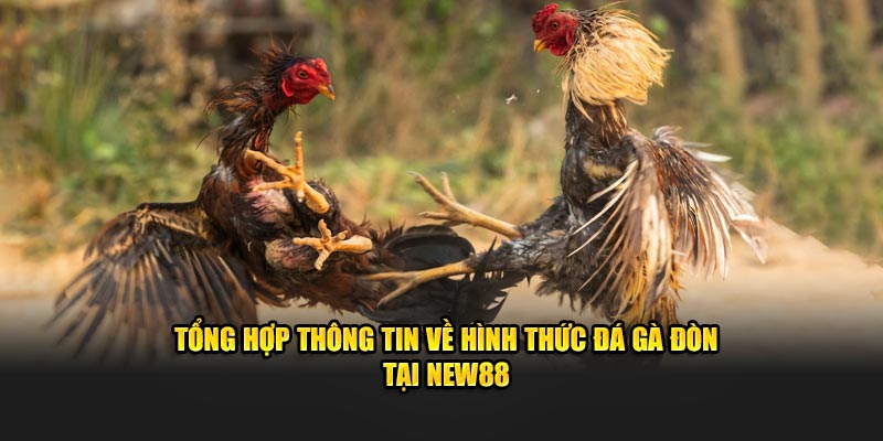 Tổng Hợp Thông Tin Về Hình Thức Đá Gà Đòn Tại NEW88